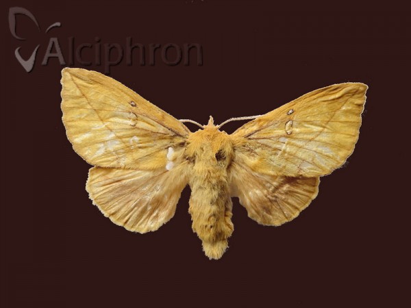Euthrix potatoria