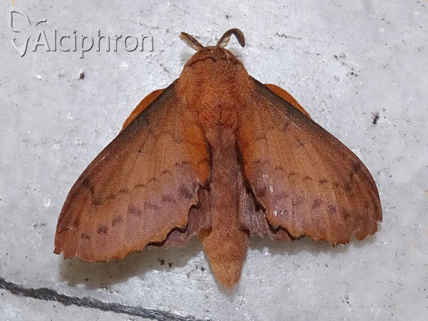 Gastropacha quercifolia