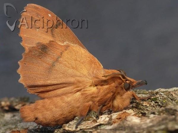 Gastropacha quercifolia