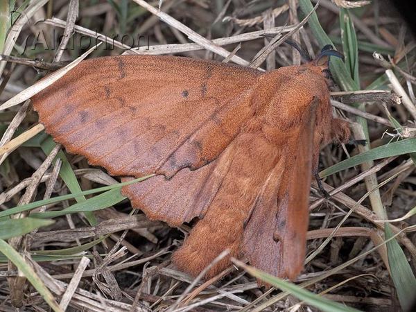 Gastropacha quercifolia