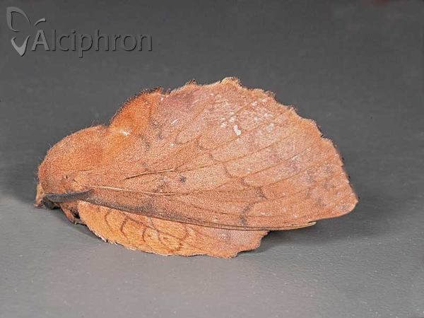 Gastropacha quercifolia