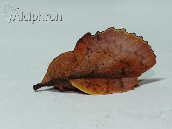 Gastropacha quercifolia