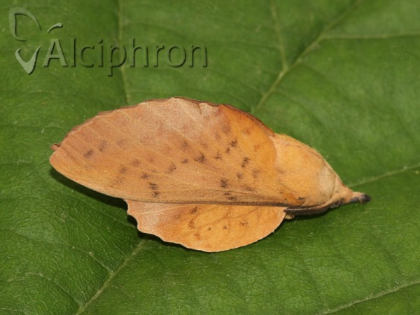 Gastropacha populifolia