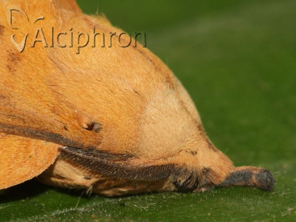 Gastropacha populifolia