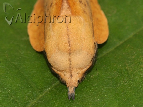 Gastropacha populifolia