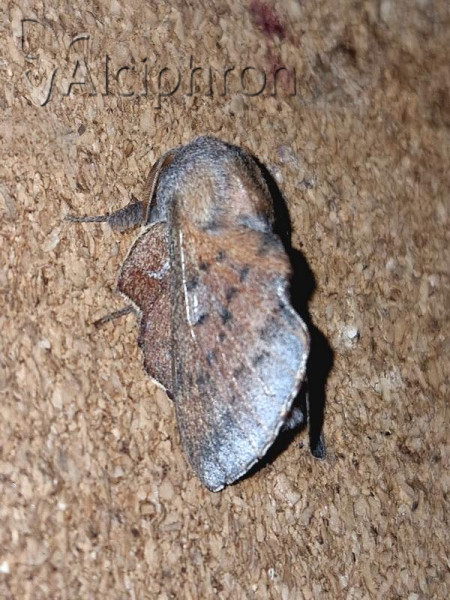 Phyllodesma ilicifolia