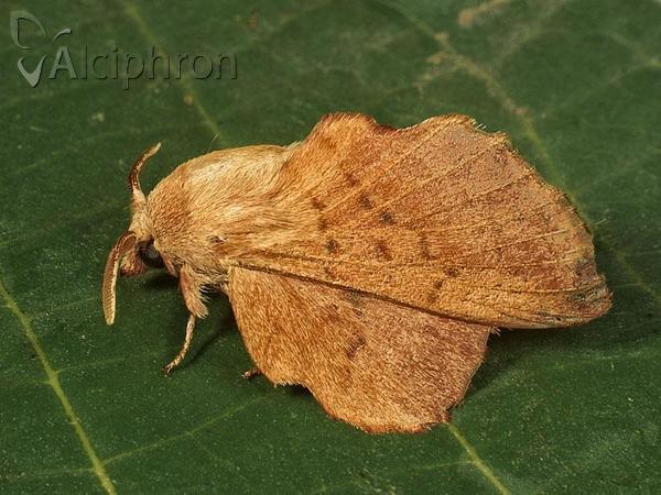 Phyllodesma tremulifolia