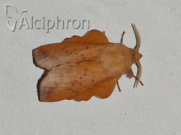 Phyllodesma tremulifolia