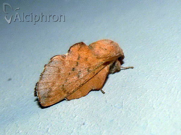 Phyllodesma tremulifolia