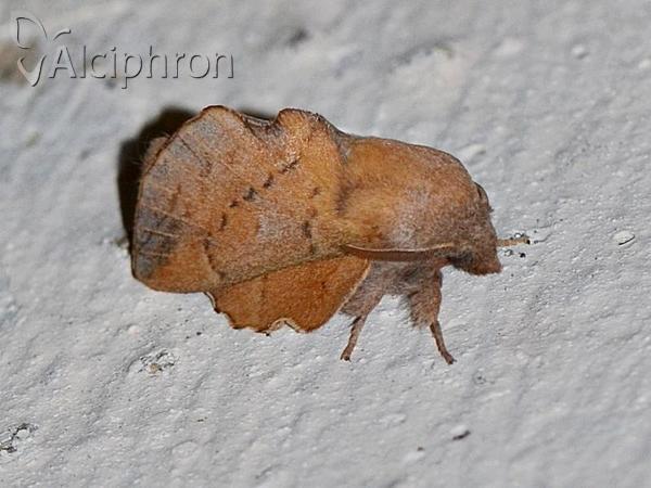 Phyllodesma tremulifolia