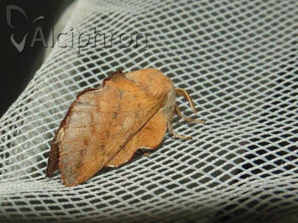 Phyllodesma tremulifolia