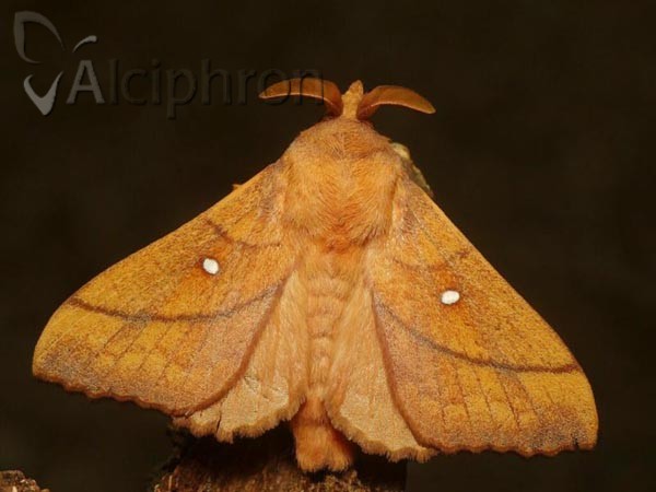 Odonestis pruni