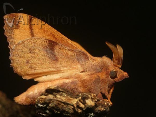 Odonestis pruni