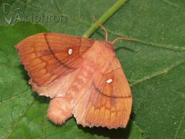 Odonestis pruni