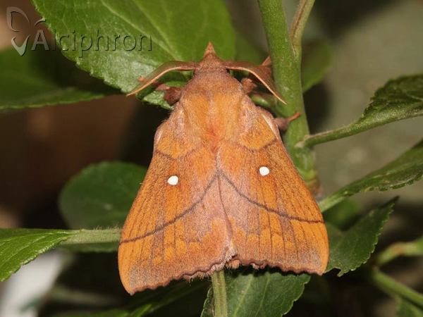 Odonestis pruni