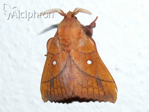 Odonestis pruni