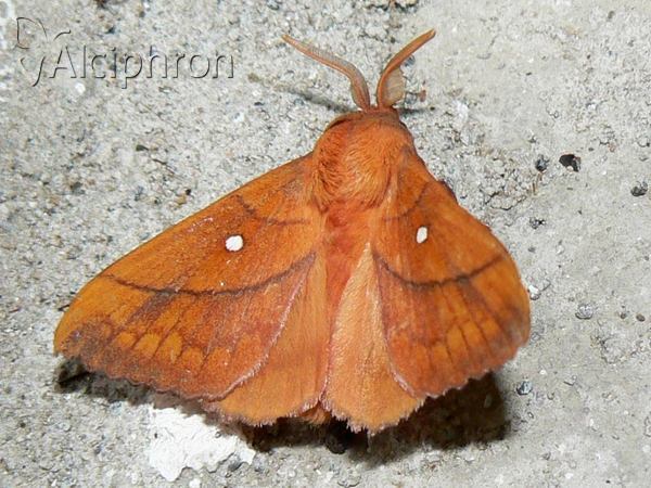 Odonestis pruni