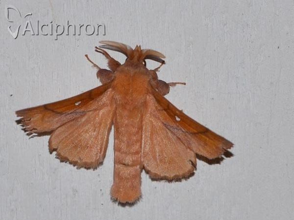 Odonestis pruni