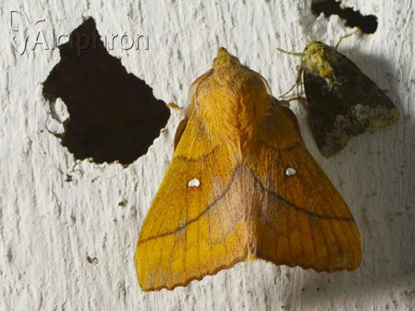 Odonestis pruni