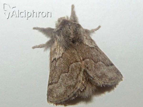 Trichiura crataegi