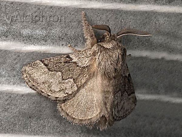 Trichiura crataegi
