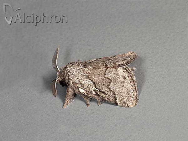 Trichiura crataegi
