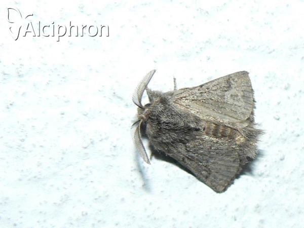 Trichiura crataegi