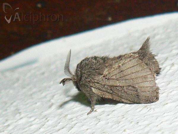 Trichiura crataegi