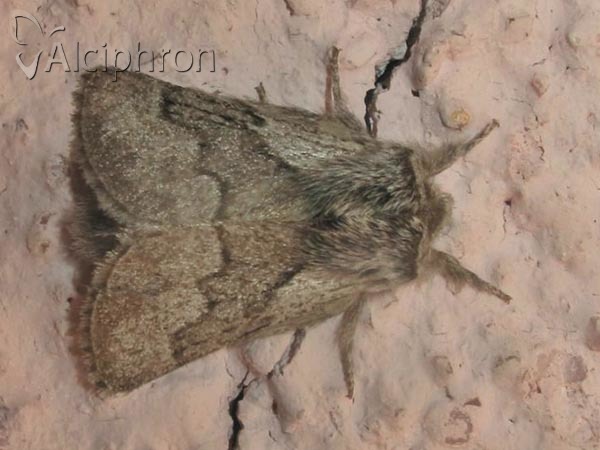 Trichiura crataegi