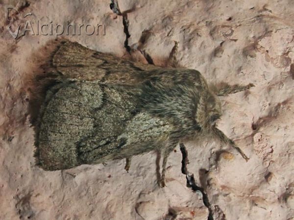 Trichiura crataegi