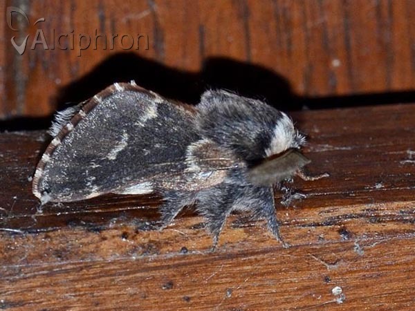 Poecilocampa populi