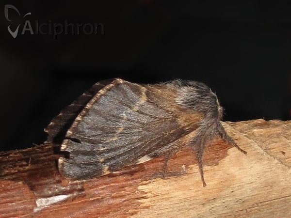 Poecilocampa populi