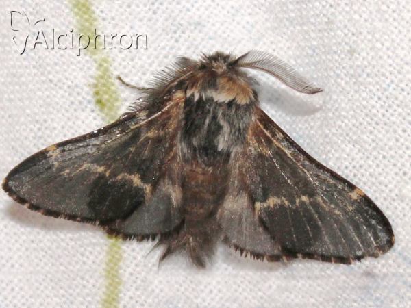 Poecilocampa populi