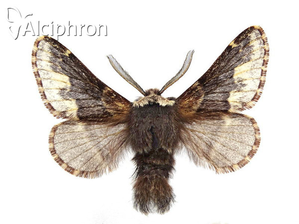 Poecilocampa alpina