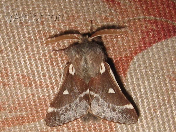 Eriogaster lanestris