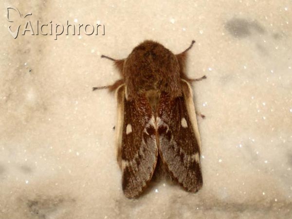 Eriogaster lanestris
