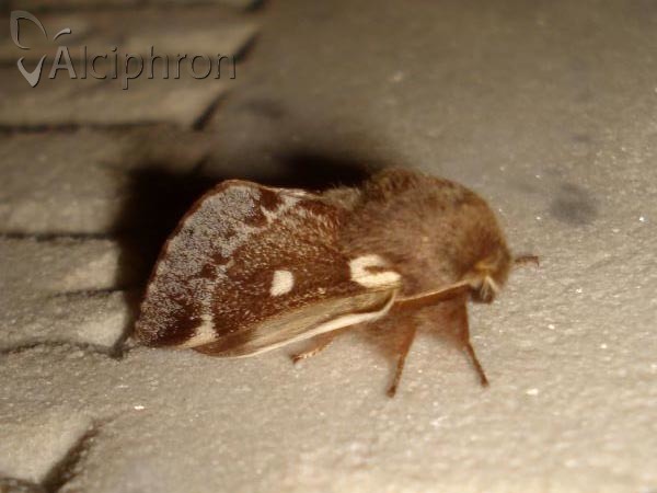 Eriogaster lanestris