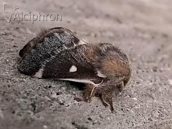 Eriogaster lanestris