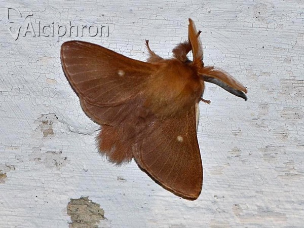 Eriogaster rimicola