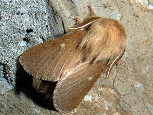 Eriogaster rimicola