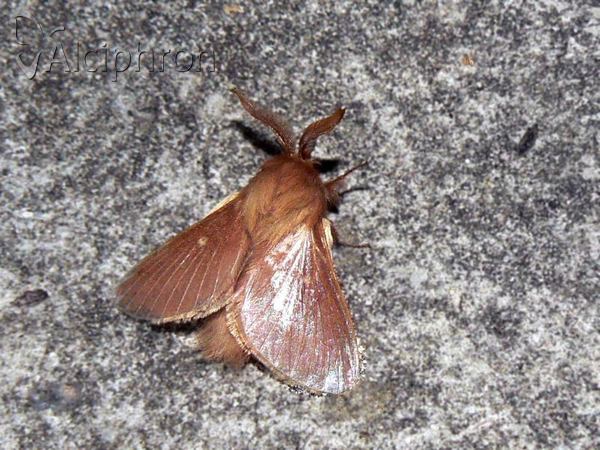 Eriogaster rimicola