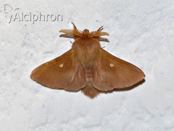 Eriogaster rimicola