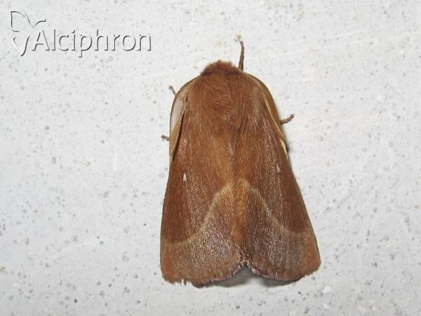Lasiocampa trifolii