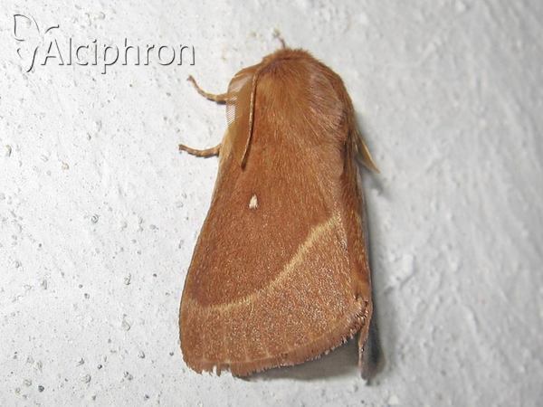 Lasiocampa trifolii