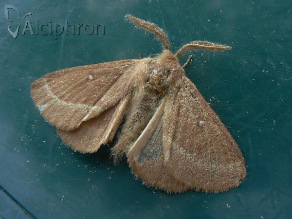 Lasiocampa trifolii