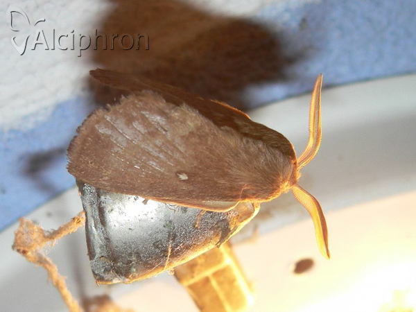 Lasiocampa trifolii