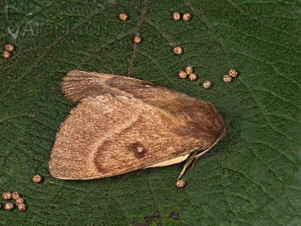 Lasiocampa trifolii