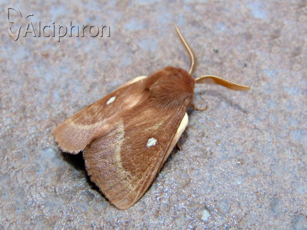 Lasiocampa trifolii
