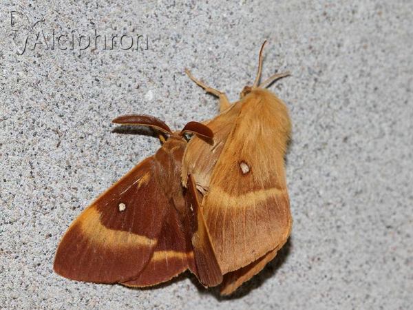 Lasiocampa quercus