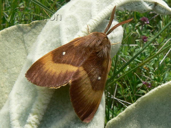 Lasiocampa quercus